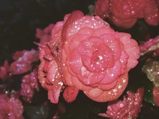 OnlyFans cuenta peachybaybee header 2