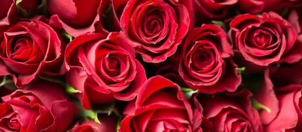 OnlyFans cuenta xhaleyrose header 2