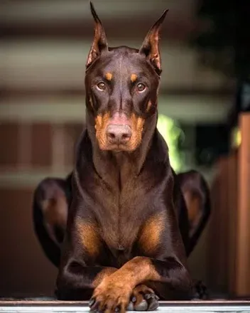 OnlyFans cuenta dobermannx avatar 1