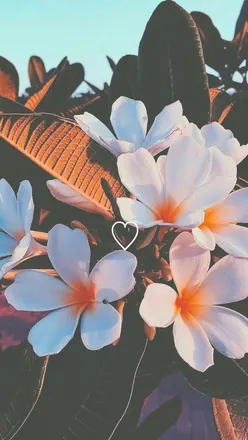 OnlyFans cuenta leidiarauujo header 2