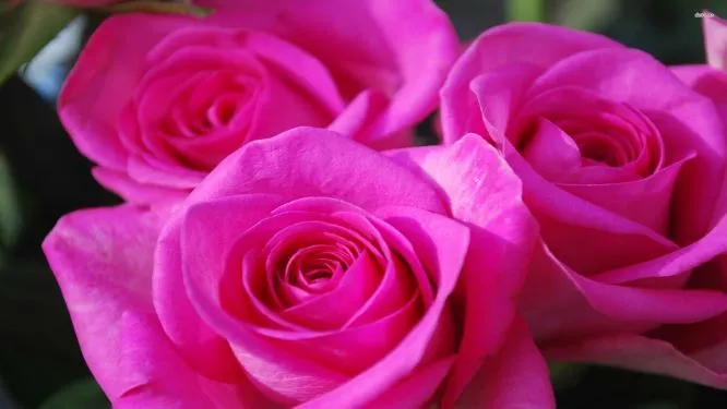 OnlyFans cuenta mizz_rose header 2