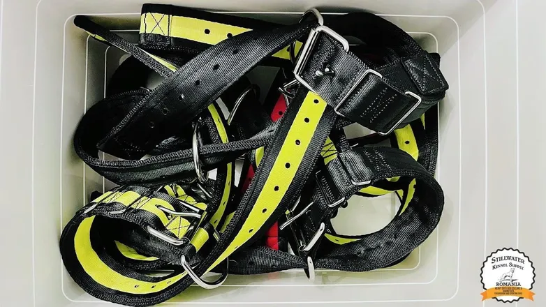OnlyFans cuenta dogsandcollars header 2