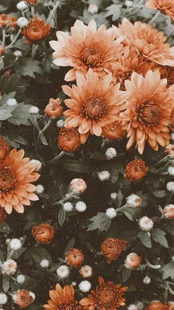 OnlyFans cuenta miss-anthropic header 2