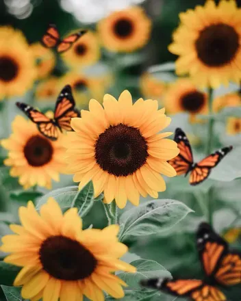 OnlyFans cuenta sunflower_beauty1 header 2