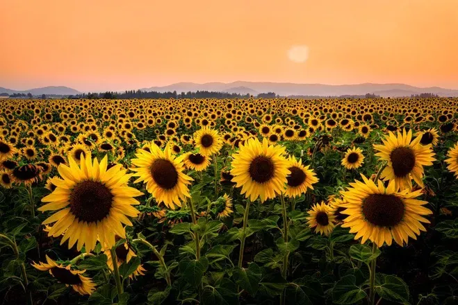 OnlyFans cuenta sunflowerbabez header 2