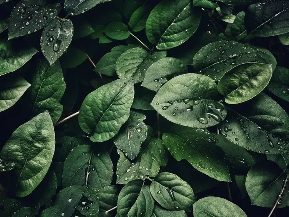 OnlyFans account  ancientearthmedicine header 2
