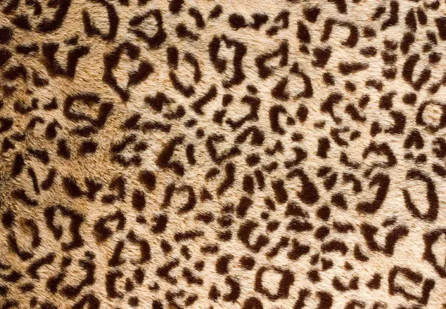 OnlyFans cuenta blackkittykat header 2