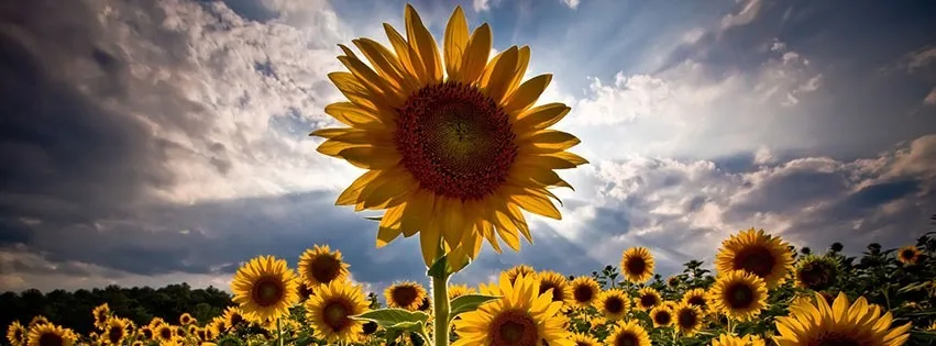 OnlyFans cuenta avaflower787 header 2