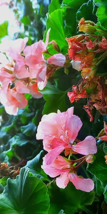 OnlyFans cuenta daughterofares header 2
