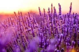 OnlyFans cuenta iamlavenderjones header 2