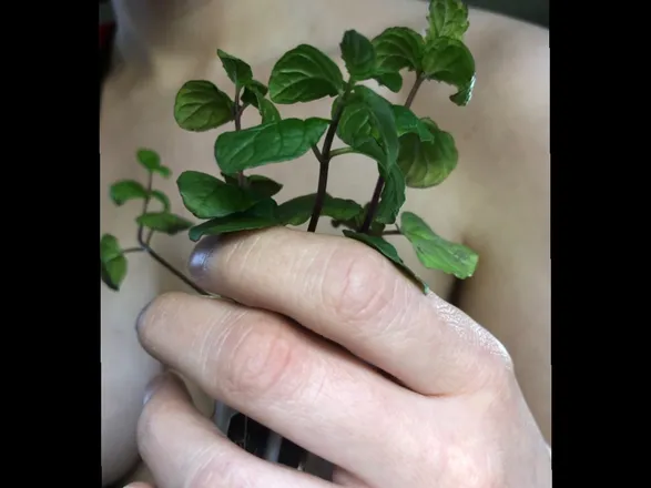 OnlyFans cuenta baby_basil header 2
