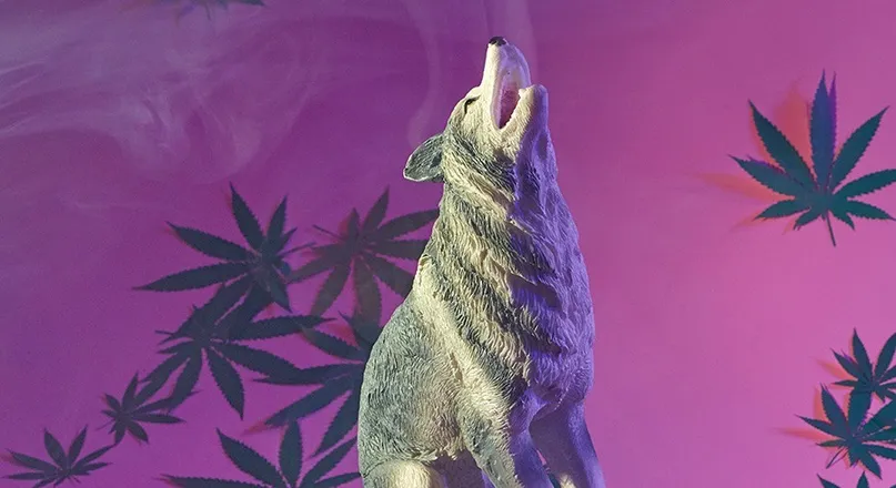 OnlyFans cuenta officialstonerwolf header 2