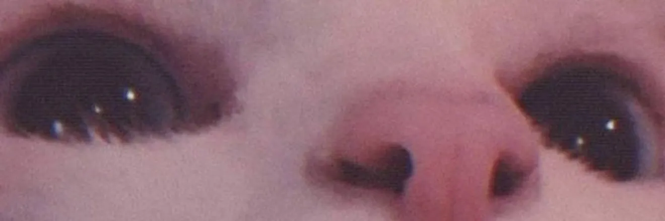 OnlyFans cuenta yoishidawg header 2