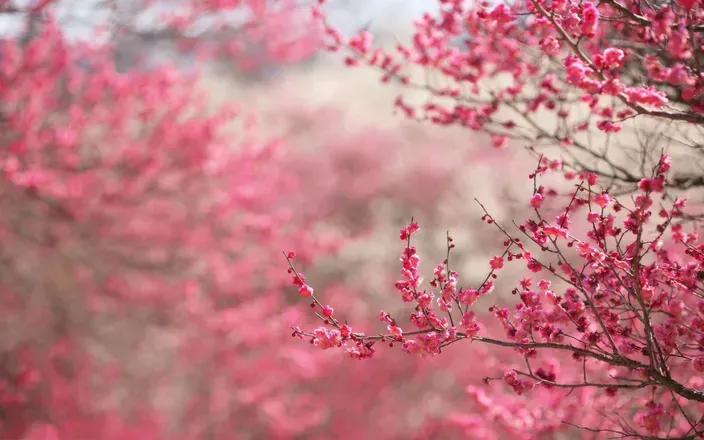 OnlyFans cuenta cherryy_blossom header 2