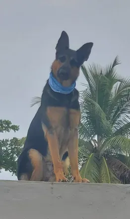 OnlyFans account  wolfdog33 avatar 1