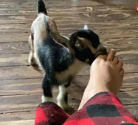 OnlyFans cuenta redneckelliemae avatar 1