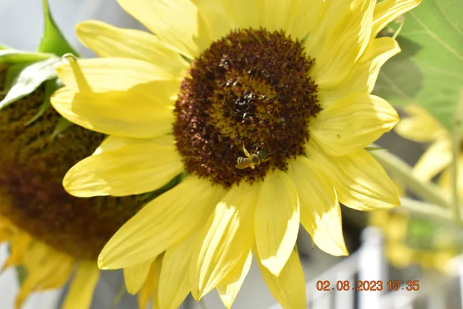 OnlyFans cuenta girasol801 header 2