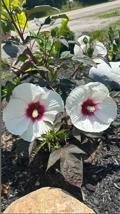 OnlyFans cuenta nakieplantlady header 2