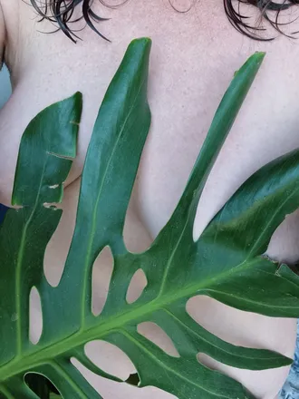 OnlyFans cuenta hippieart header 2