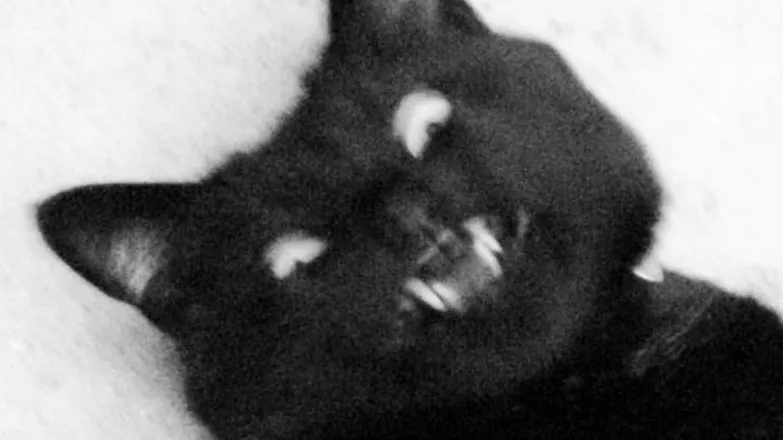 OnlyFans cuenta catboy_xxxx header 2
