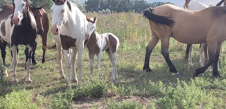 OnlyFans cuenta longlivecountrycowboys avatar 1