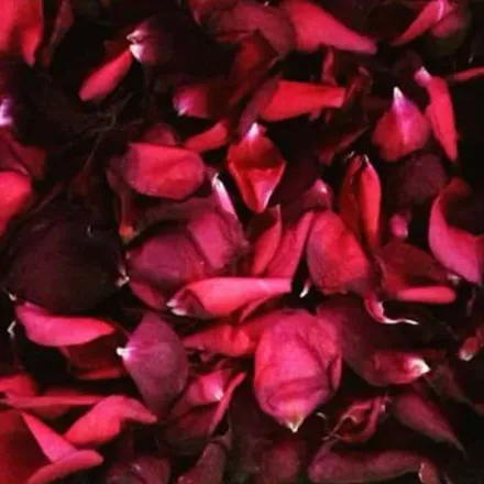 OnlyFans cuenta honeeylitz header 2