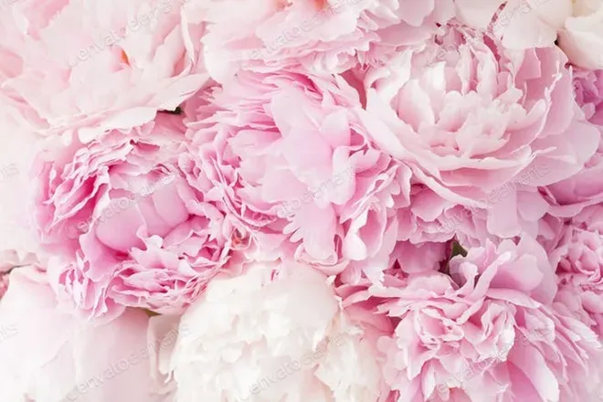 OnlyFans cuenta lemonhoneykiss header 2
