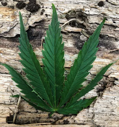 OnlyFans cuenta ponboystoner header 2