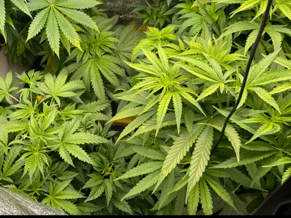 OnlyFans cuenta scottmojo420 header 2