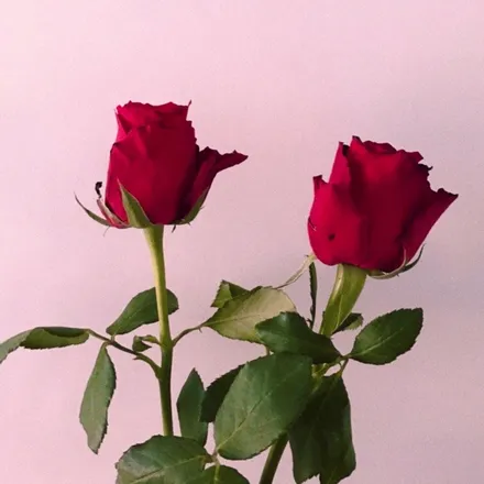 OnlyFans cuenta eviiierose header 2