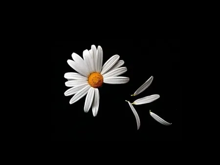 OnlyFans cuenta dickloving.daisy header 1