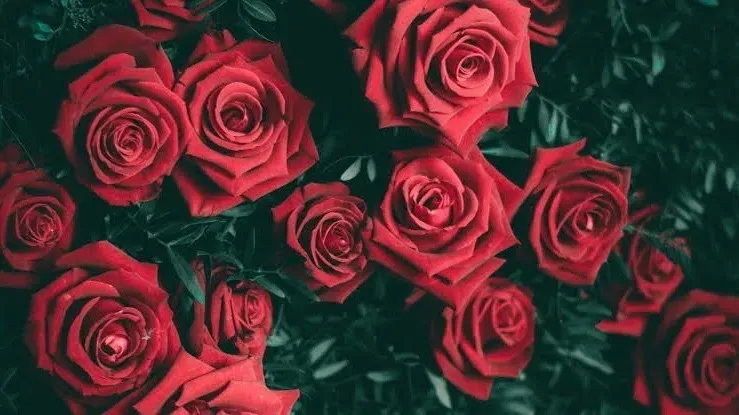 OnlyFans cuenta juliacos header 2