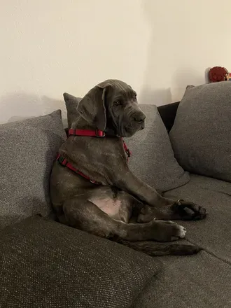 OnlyFans cuenta uwethecanecorso avatar 1
