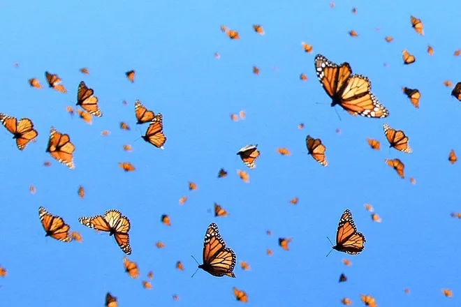 OnlyFans cuenta butterflykai header 2