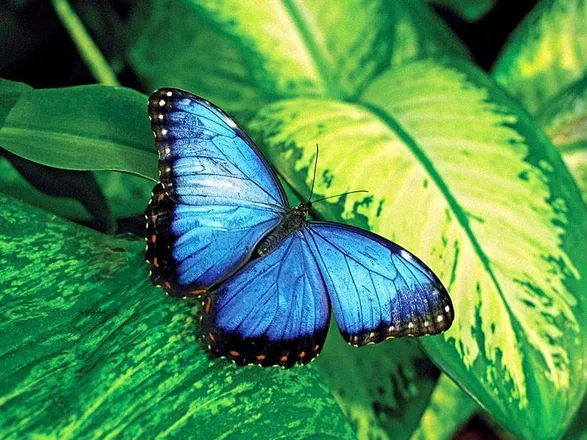 OnlyFans cuenta perkybutterfly header 2