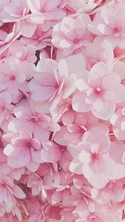 OnlyFans cuenta mrsvixxen header 2