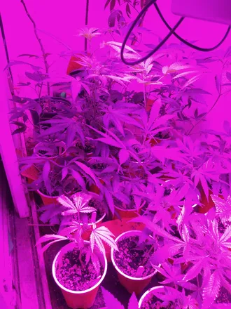OnlyFans cuenta stonedgamingproductions header 2