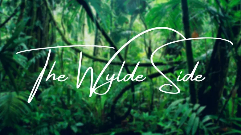 OnlyFans cuenta thewyldeside header 2