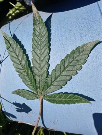 OnlyFans cuenta weedqueen411 header 2