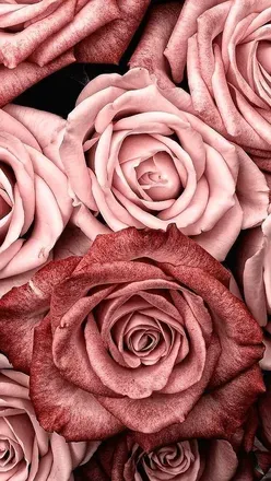 OnlyFans cuenta prosperityfoxxx header 2