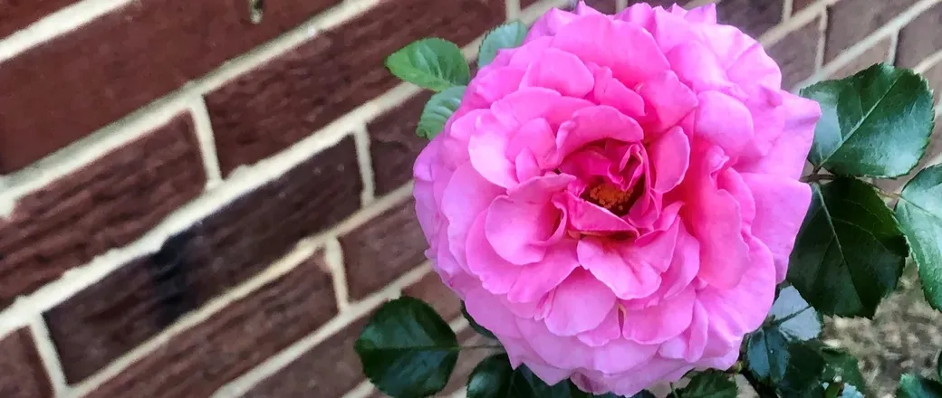OnlyFans cuenta dylanrose616 header 2