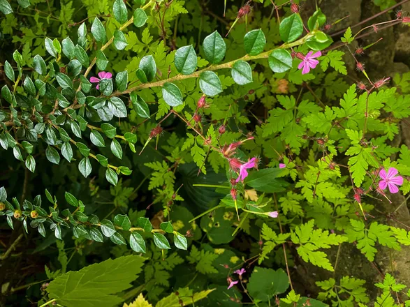 OnlyFans cuenta missflorasole header 2