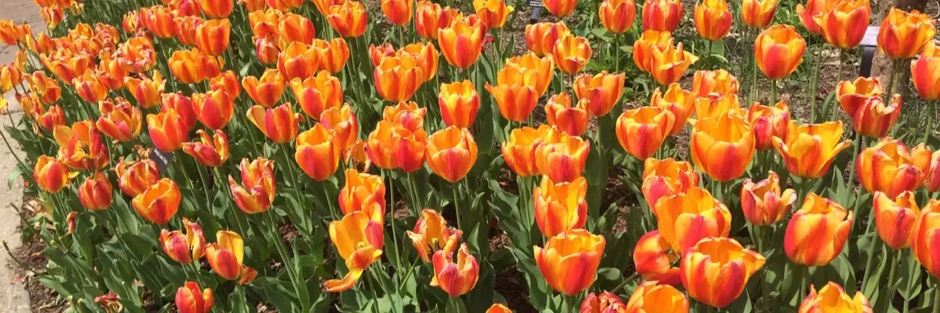 OnlyFans cuenta flowerchild1234 header 2