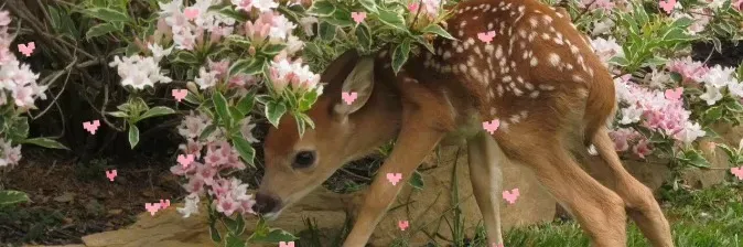 OnlyFans cuenta bashfulbambi69 header 2