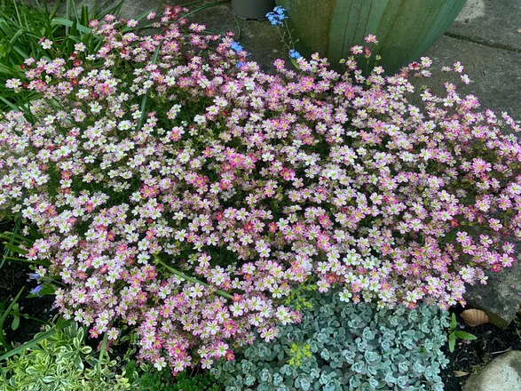 OnlyFans cuenta gingerkitti header 2