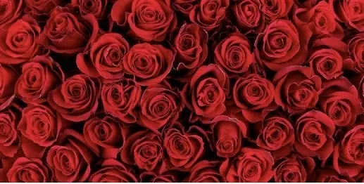 OnlyFans cuenta whateverleelee header 2