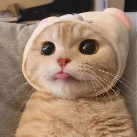 OnlyFans account  sillykittyxd avatar 1