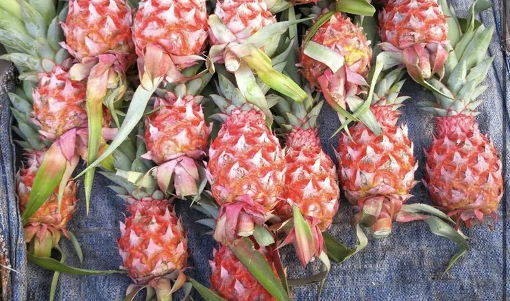 OnlyFans cuenta pinkpineapplebaby header 1