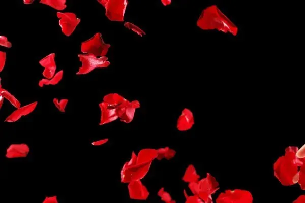 OnlyFans cuenta dakota_evans header 2