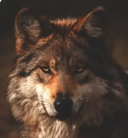 OnlyFans cuenta daddywolf.616 avatar 1